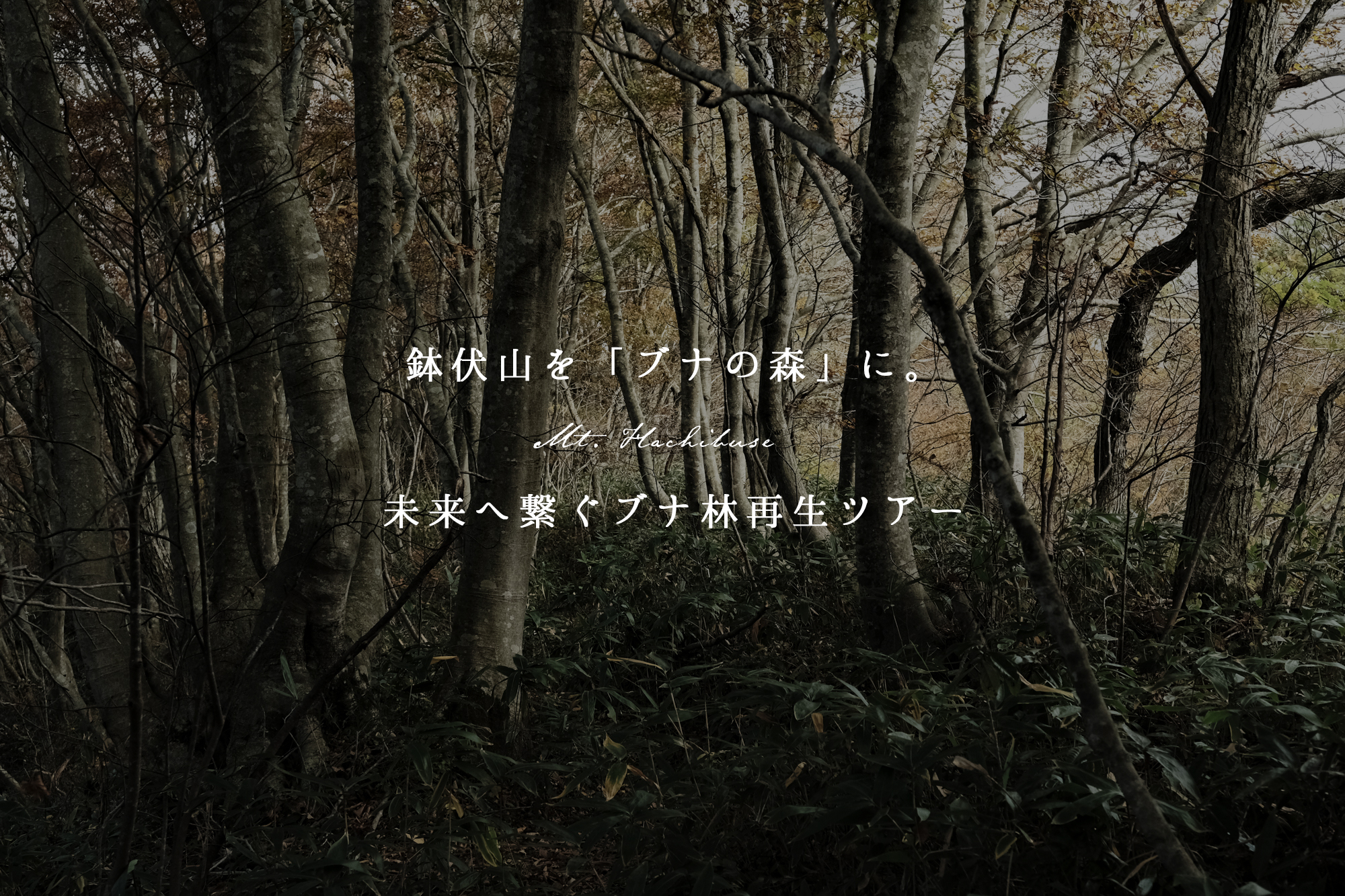 鉢伏山を「ブナの森」に。未来へ繋ぐブナ林再生ツアー | 【公式】能登